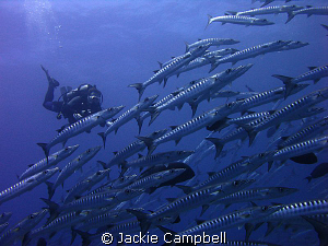 Diver with barracuda.
 by Jackie Campbell 